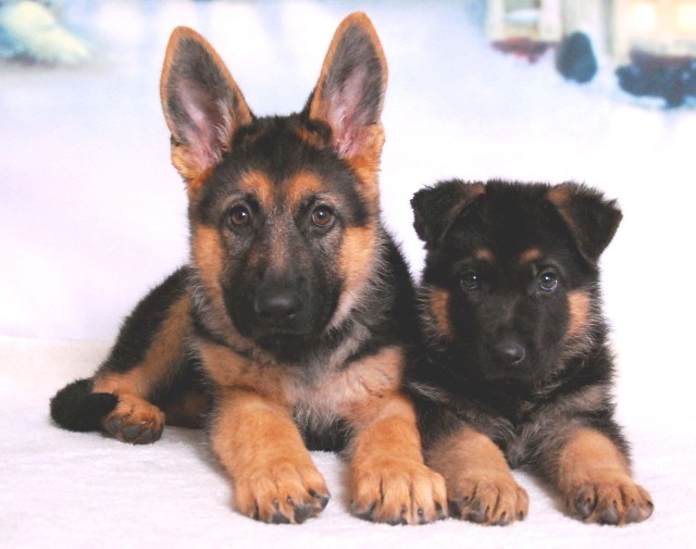 Flora Ugo and Judy Ugo puppies together