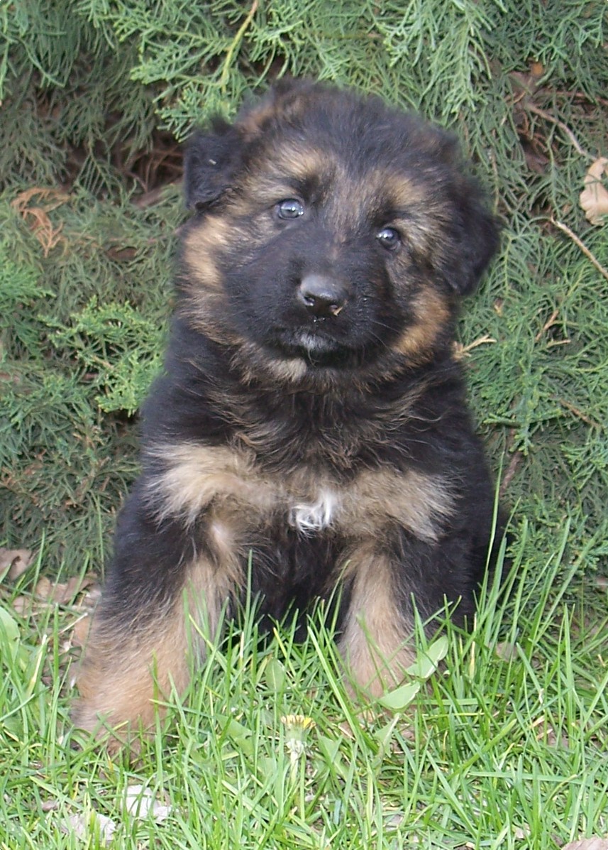 Heidi Ugo pup long coat