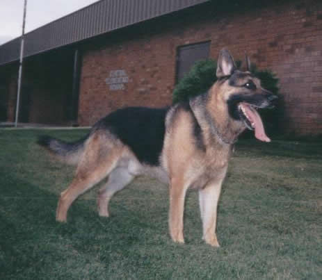 Griz Lee Bear II German Shepherd