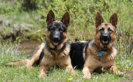 Judy Flora and Ugo pups; Reagan and Maggie