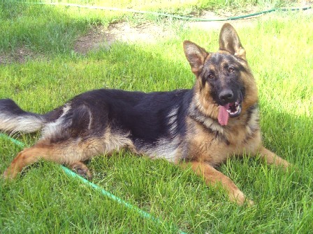 Pepin