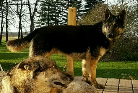 Pete Von Sehr Gut Wesen