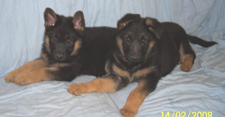 Rosebud Ugo pups females