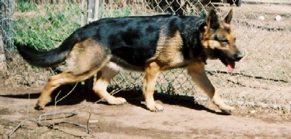 DDR East German Shepherd Working Lines