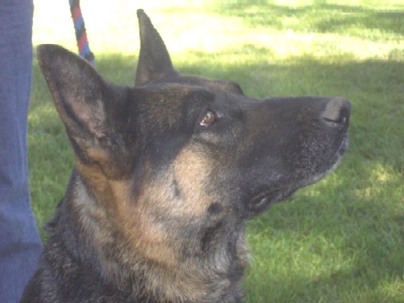 DDR East German Shepherd Working Lines