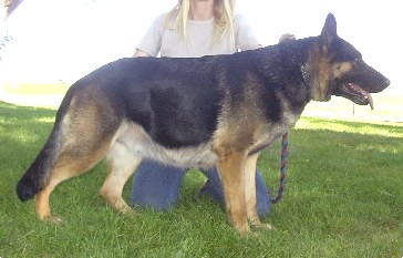 DDR East German Shepherd Working Lines