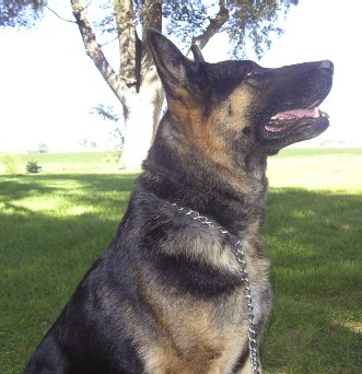 DDR East German Shepherd Working Lines