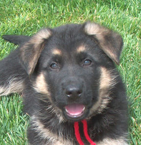 Flora Bronson pup